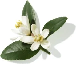 Lancôme Poême 30 Ml - Eau De Parfum - Damesparfum -Cosmetica Serie Winkel 1200x1019