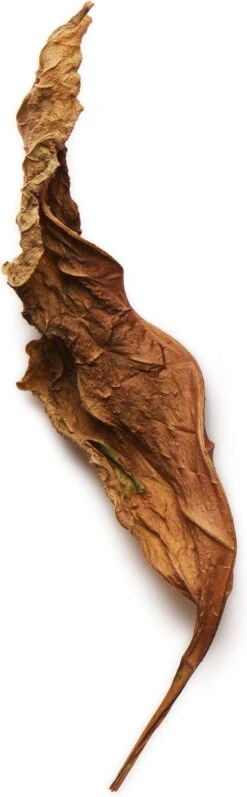 Giorgio Armani Acqua Di Gio Absolu 75ml - Eau De Parfum - Herenparfum -Cosmetica Serie Winkel 372x1200